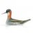 phalarope